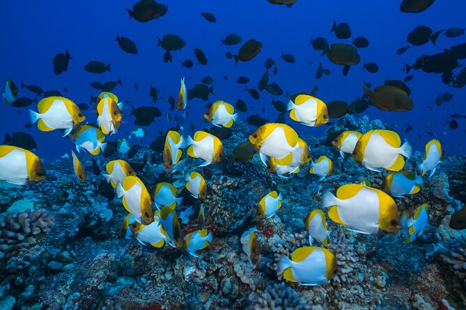 Molokini Crater Snorkeling Adventure - Booking and Reservations