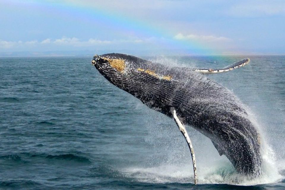 Monterey: Monterey Bay Dolphin and Whale Watching Boat Tour - Suitability and Accessibility