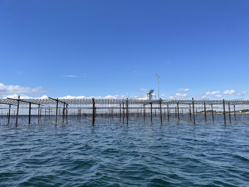 Montpellier: Day Boat Trip, Oysters and Wine - Boat Trip on Etang De Thau