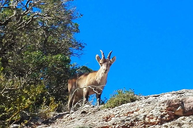 Montserrat Land of Shrines - One Day Small Group Hiking Tour From Barcelona - Lunch and Refreshments