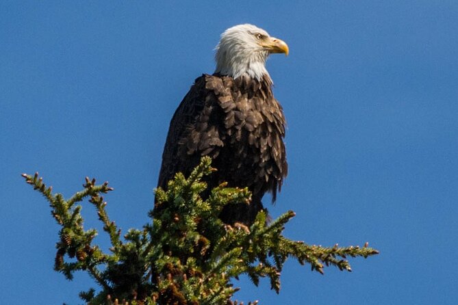 Morning Jasper National Park Wildlife Tour - Guest Reviews