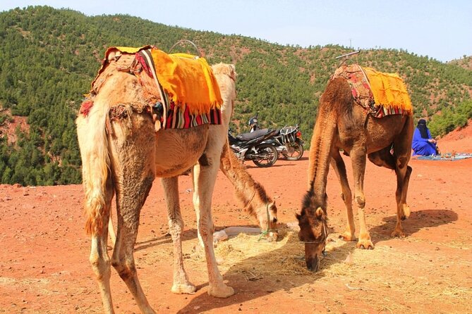 Morocco: Atlas Mountains & Three Valleys, Guided Tour From Marrakech - Berber Lunch Delight