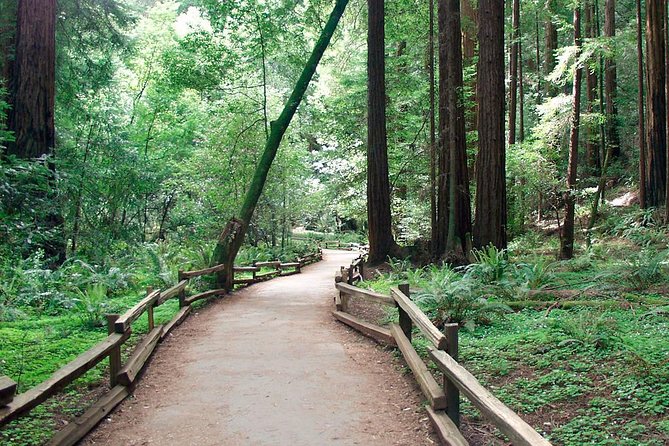 Muir Woods Tour of California Coastal Redwoods - Sausalito Lunch and Sightseeing