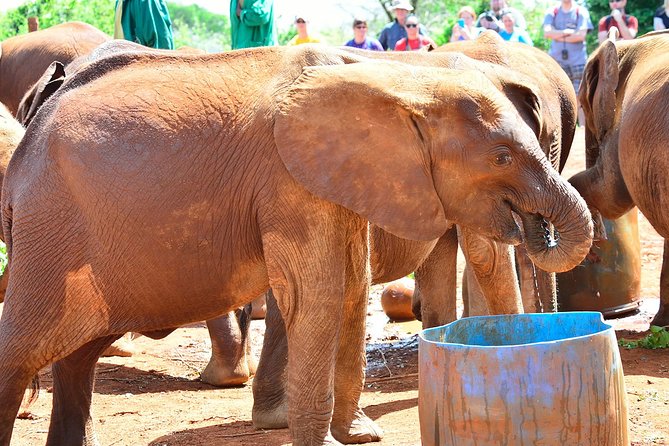 Nairobi National Park and Giraffe Center - Cancellation and Refund Policy