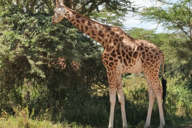 Nairobi National Park and Giraffe Centre Guided Safari Tour - Nairobi National Park