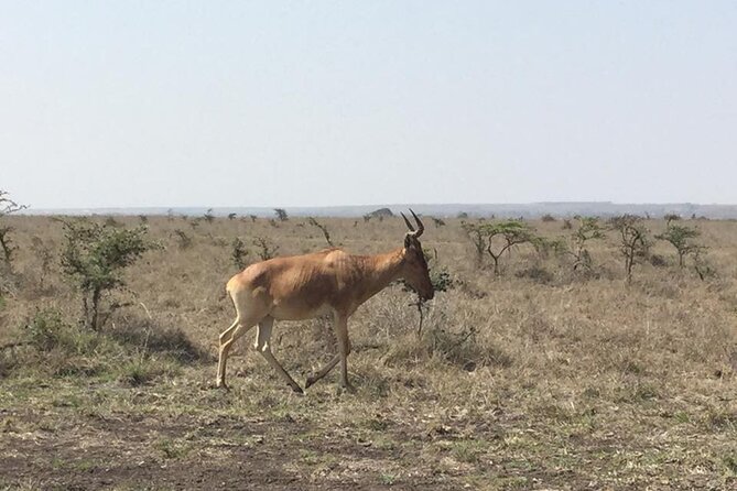 Nairobi National Park Game Drive. Free Airport Pick / Drop Off. - Cancellation Policy and Refunds