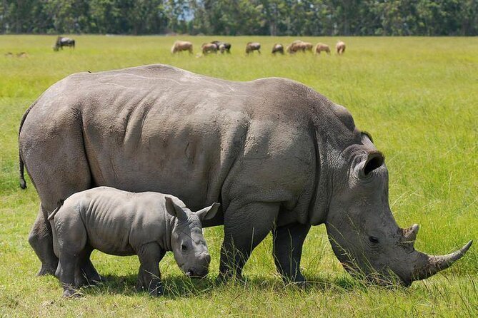 Nairobi National Park Group Shared Tour - Tour Duration and Group Size