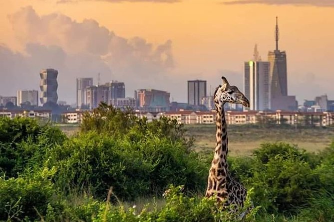 Nairobi National Park Half Day Tour - What to Expect During the Tour