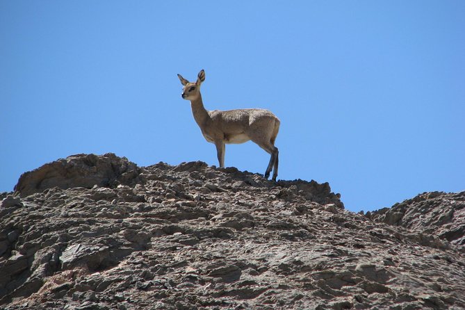 NAMIB DESERT Tours, Full-Day and Half-Day TOURS From Swakopmund, Namibia - Cancelation and Payment Options