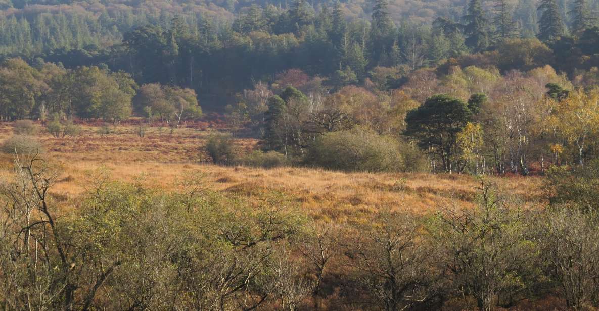 New Forest Explorer Walk (Hampton Ridge) - Meeting Point and Directions