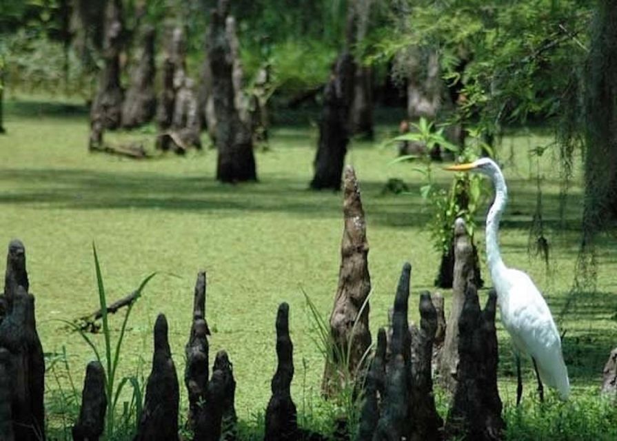 New Orleans: Private Guided City Tour - Architectural Marvels