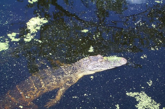 New Orleans Swamp Tour Boat Adventure With Transportation - Discovering Cajun Culture