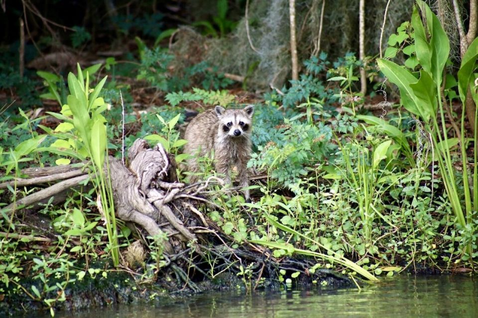 New Orleans: Swamp Tour on Covered Pontoon Boat - Booking and Reservation Details