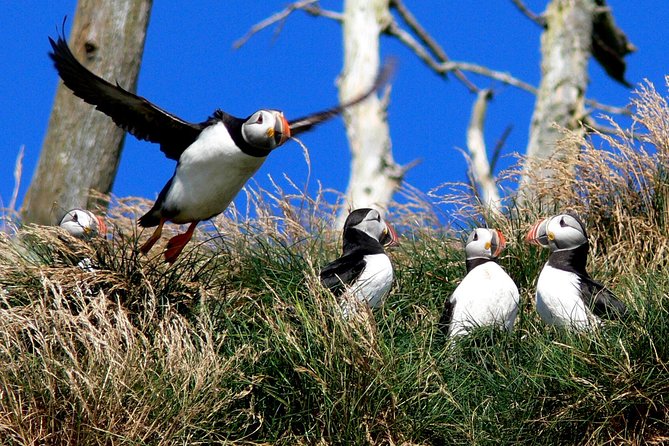 Newfoundland Puffin and Whale Watch Cruise - Iceberg Alley Exploration