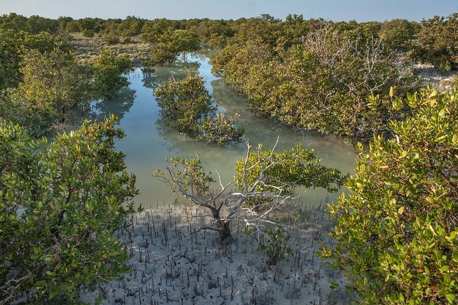 North of Qatar | Al Khor | The Purple Island | Al Zubara Fort | Mangrove Forest - Al Khor Harbour