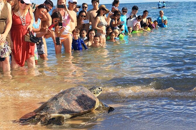 Oahu Circle Island Tours - Accessibility and Recommendations