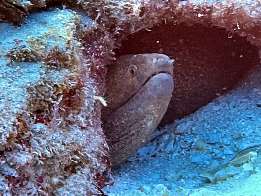 Oahu Night Dive: Adventure for Certified Divers - Arrival and Cancellation Policy