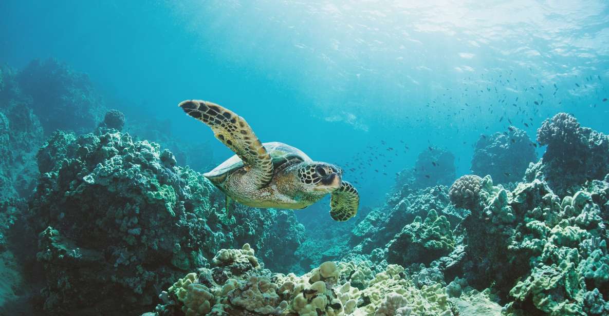 Oahu: Turtle Canyon Snorkeling Boat Tour - Exploring Diamond Head