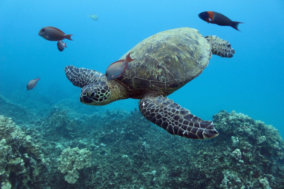 Oahu: Turtle Canyon Snorkeling & Hula Dance - Getting to the Harbor