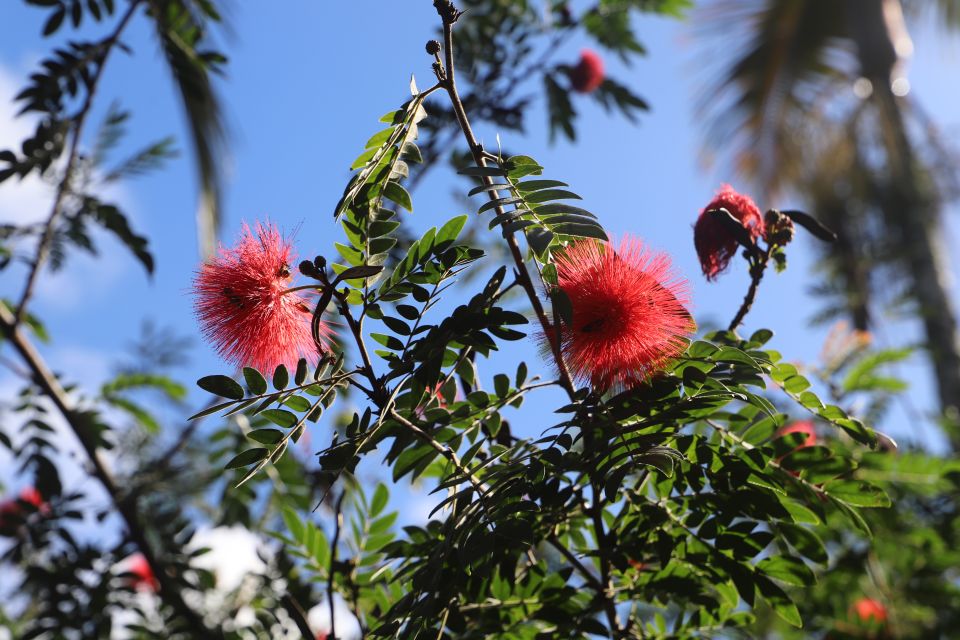 Oahu: Valley of Waimea Falls Swim & Hike With Lunch & Dole - Greenworld Coffee Farm Visit