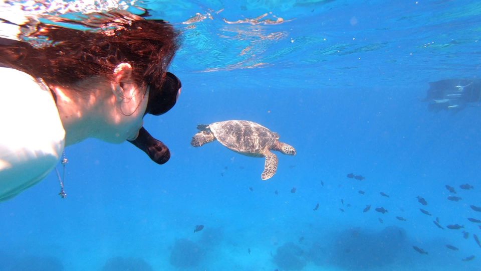 Oahu: Waikiki Private Snorkeling and Wildlife Boat Tour - Frequently Asked Questions