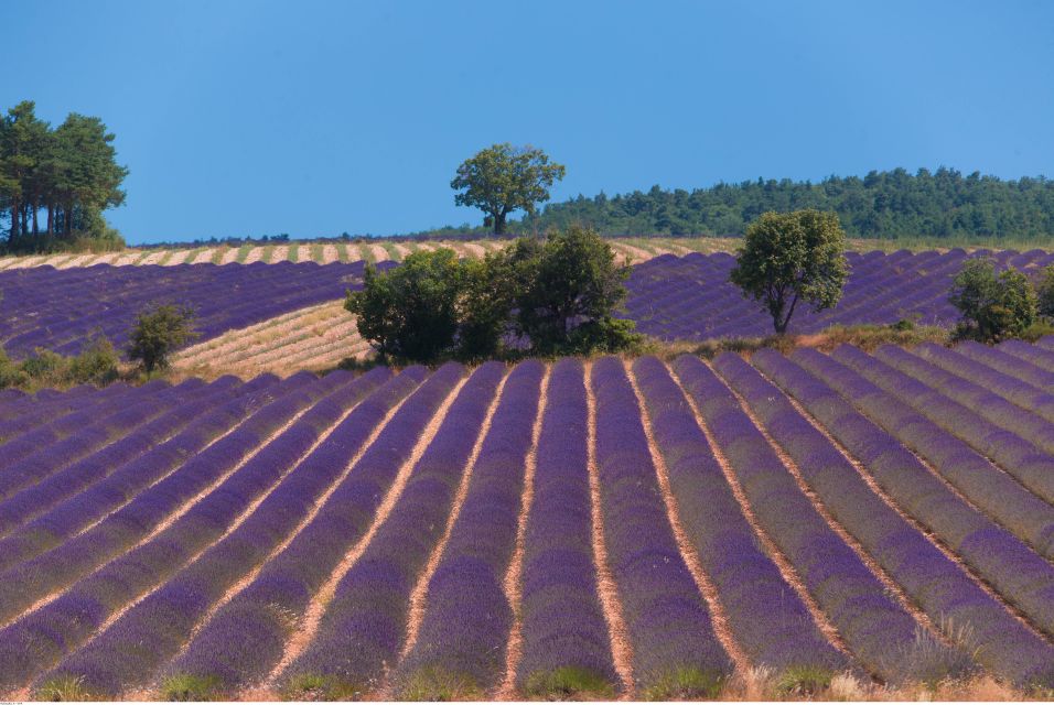 Ocean of Lavender in Valensole - Tour Duration and Group Size