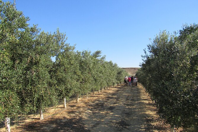 Oil Tourism in Pulpí Discover the World of EVOO - Pricing and Booking Details