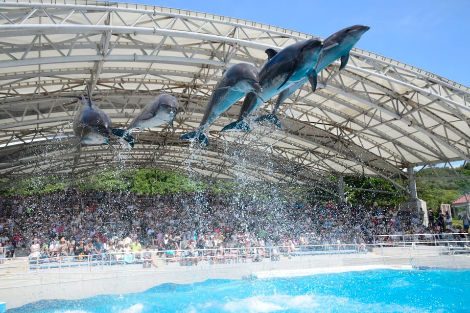 Okinawa: Bus Tour to Churaumi Aquarium With Sightseeing - Bise Fukugi Tree Road: Coastal Charm