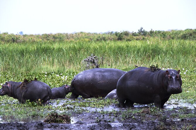 One-Day Akagera National Park Game Drive With a Choice 4x4 - Infants and Pregnant Travelers