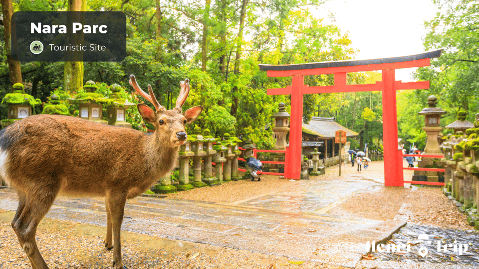 Osaka & Nara : The Only Guide - Accessing the Guide