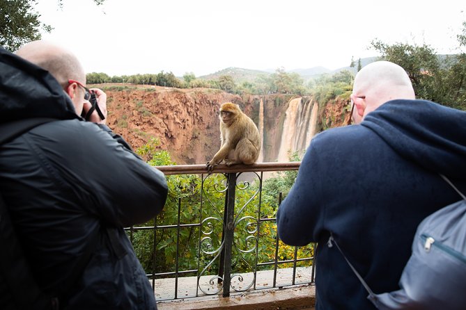 Ouzoud Falls Day Trip From Marrakech - Group Size and Accessibility