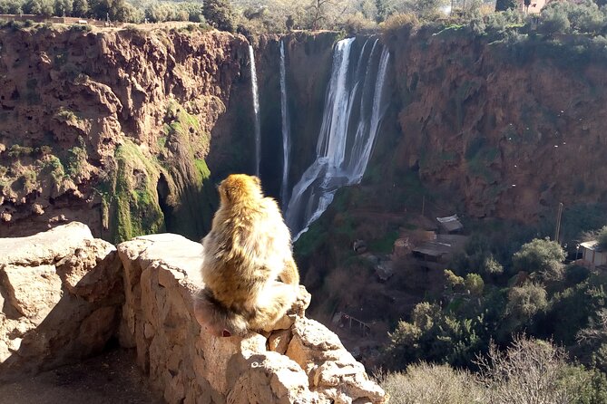 Ouzoud Waterfalls Full Day Trip From Marrakech - Customer Reviews