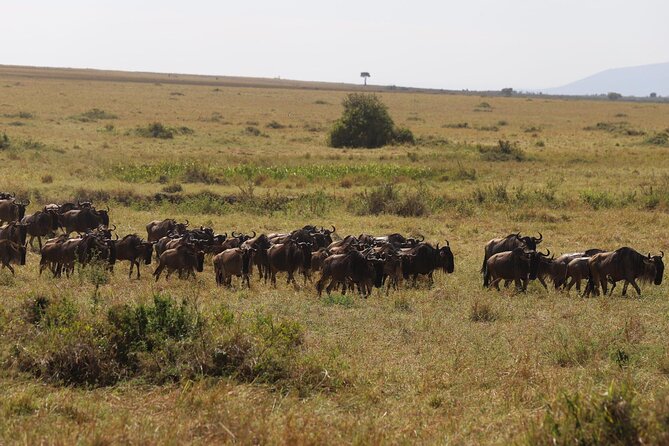 Overnight Safari To Maasai Mara - Accommodation Details