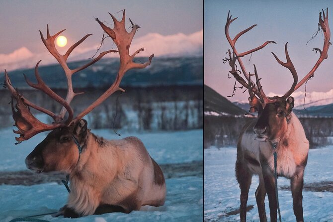 Overnight Stay With Reindeer Sledding & Feeding - Reindeer Sledding