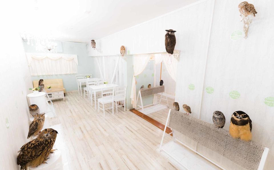 Owl Cafe Tokyo Akiba Fukurou - Interaction With Owls