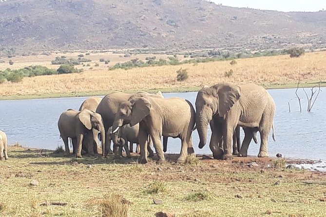 Pilanesberg Game Reserve Guided Day Tour From Johannesburg or Pretoria - Wildlife Viewing Opportunities