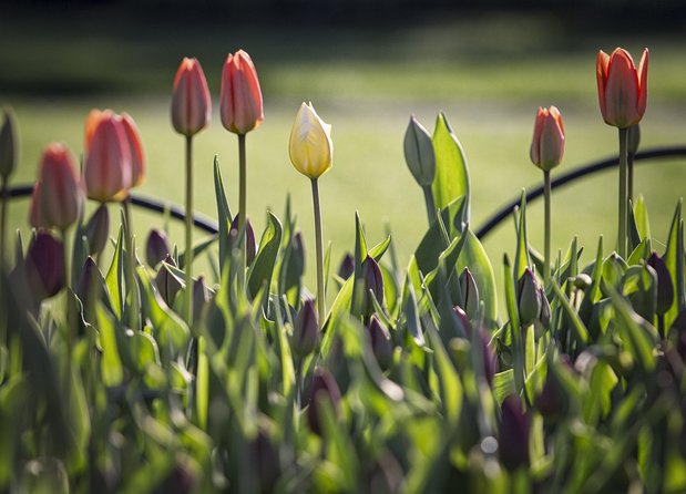 Private Day Tour OTTAWA Tulip Festival May 10-20 From MONTREAL - Itinerary