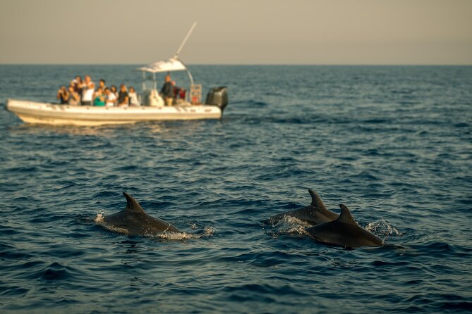 Private Family Dolphin Tour in Poreč - Participant Requirements