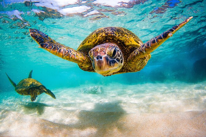 Private Island Hopping Boat Tour and View the Turtles - Accessibility