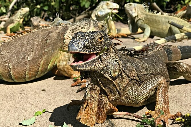 Private Island Tour - Sint Maarten - Recommendations for Visitors