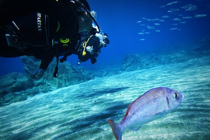 Private Scubadiving With Professional Instructor, Photos Included - Marine Life Encounters