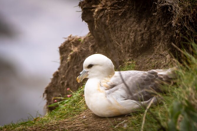 Puffin Tour - Reserve Now and Pay Later