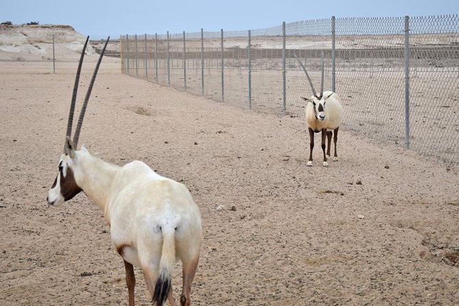 Qatar West Coast Tour, Zekreet, Richard Serra Sculpture, Mushroom Rock Formation - Camel Racetrack Visit