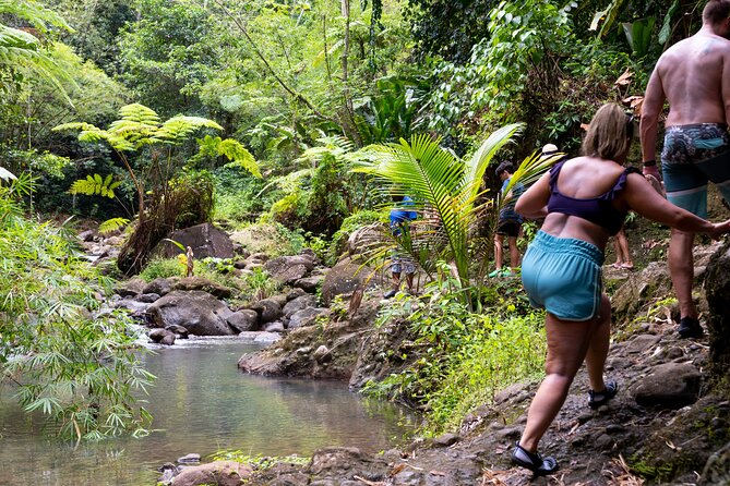 Rainforest Hike and Waterfall Safari - Wildlife Encounters