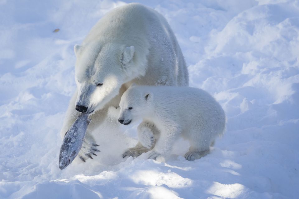 Ranua Wildlife Park Guided Tour From Rovaniemi - Polar Bears and Arctic Animals