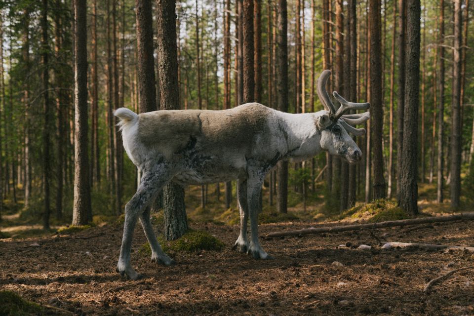 Reindeer Farm Visit With Professional Photographer - Booking and Cancellation