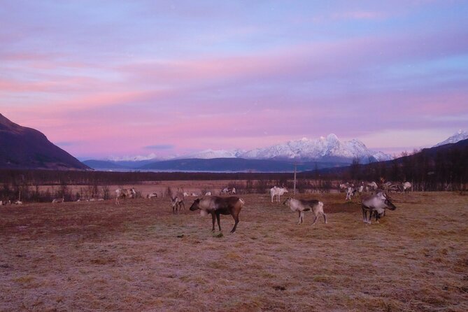 Reindeer Feeding & Saami Culture With Chance for Northern Lights - Guest Reviews and Ratings