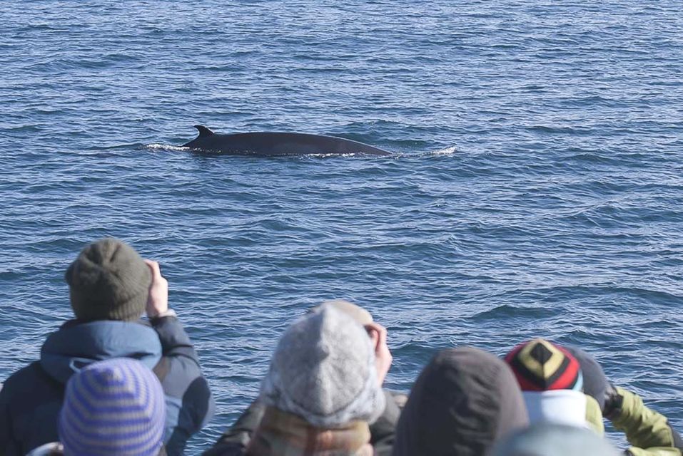 Reykjavik: 3-Hour Whale Watching Tour - Tour Inclusions