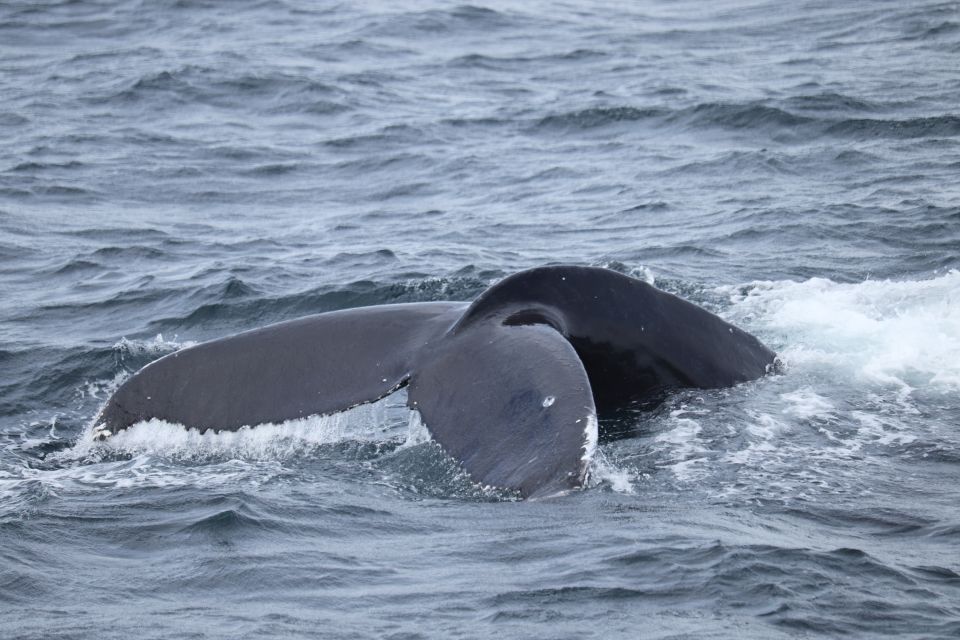 Reykjavik: Best Value Whale Watching Boat Tour - Pricing and Booking Information