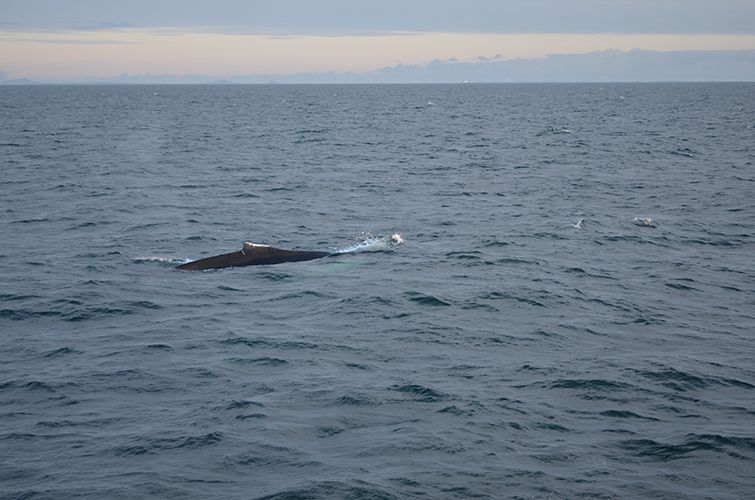 Reykjavik: Midnight Sun Whale Watching Tour - Frequently Asked Questions